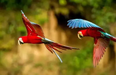 Qual é o animal mais famoso no Brasil