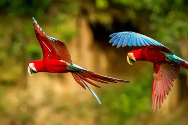Qual é o animal mais famoso no Brasil