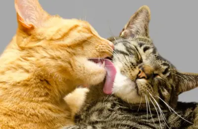 10 Melhores Gatos de Raça para Ter em Casa