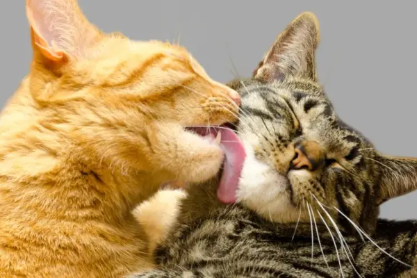 10 Melhores Gatos de Raça para Ter em Casa