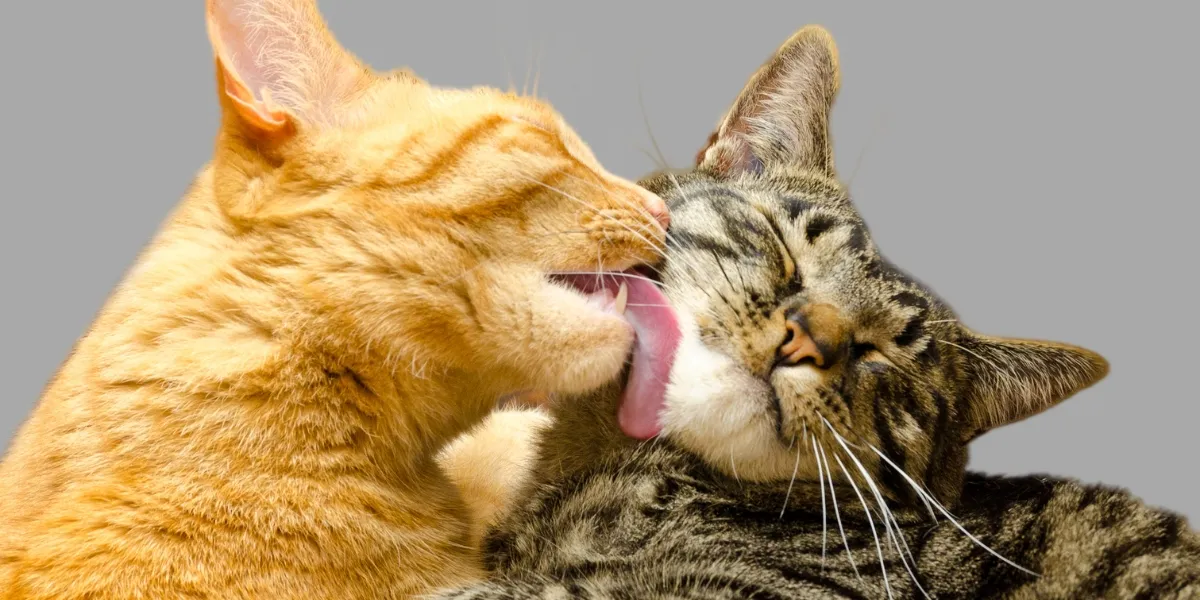 10 Melhores Gatos de Raça para Ter em Casa