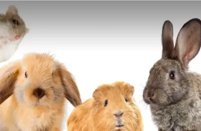 animal de estimação diferente