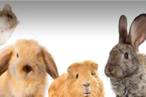 animal de estimação diferente