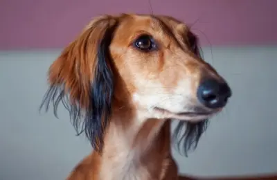 cachorro mais caro do mundo
