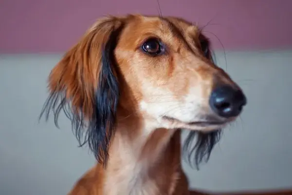 cachorro mais caro do mundo