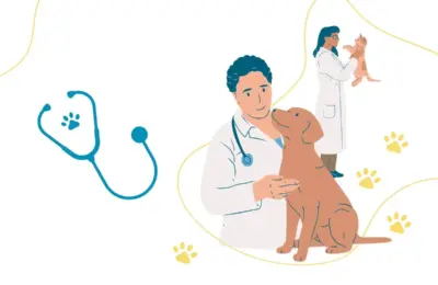 castração de gata