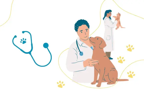 castração de gata