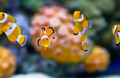 peixe palhaço (3)