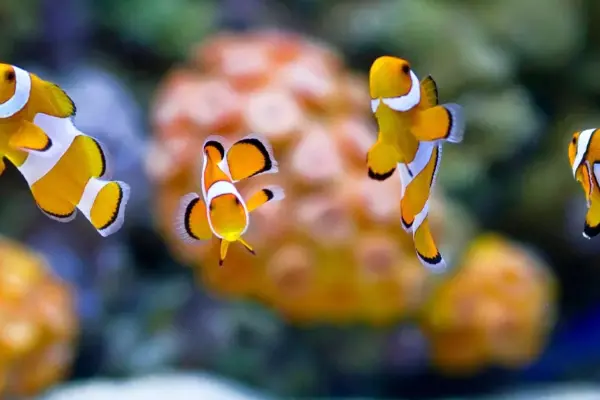 peixe palhaço (3)