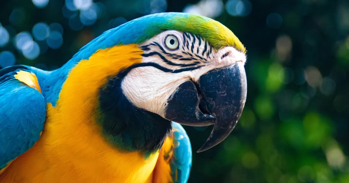 quantos anos vive um papagaio (3)