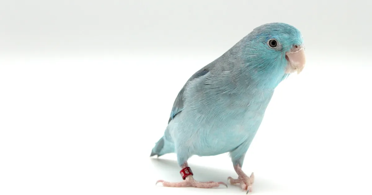 quantos anos vive um papagaio (3)