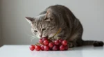 Pode dar uva para gato