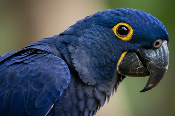 animais em extinção