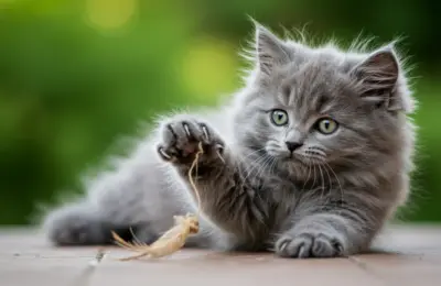Até Que Idade o Gato Cresce