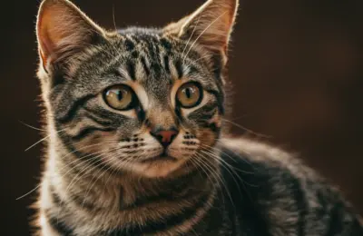 Curiosidade Sobre Gato