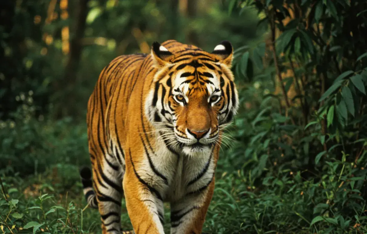 Felinos de Grande Porte