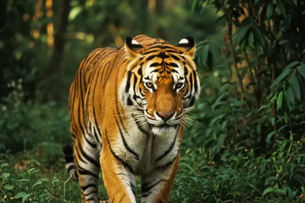 Felinos de Grande Porte