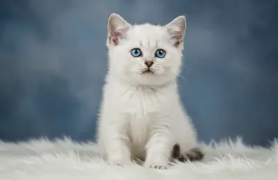 Gatinhos Filhote