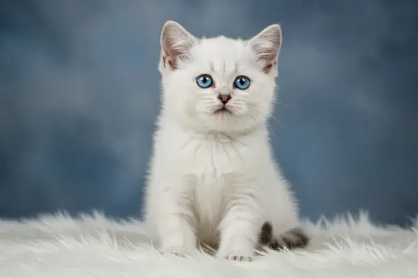 Gatinhos Filhote