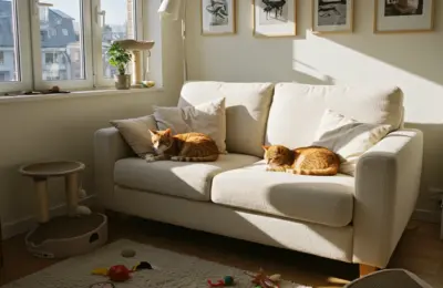 gato de apartamento