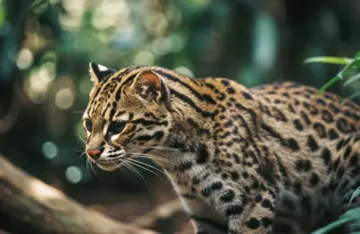 Gato-Leopardo Asiático