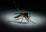 qual animal mais perigoso do mundo mosquito