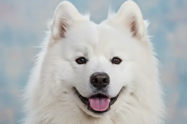 Animais Mais Domesticados