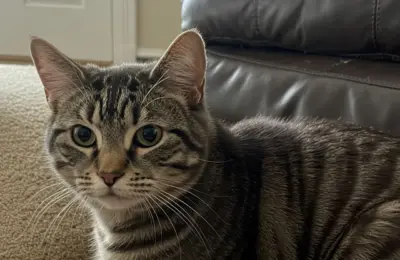 quais são os animais de estimação