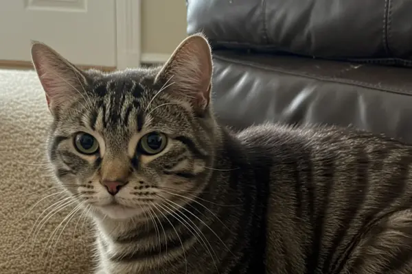 quais são os animais de estimação