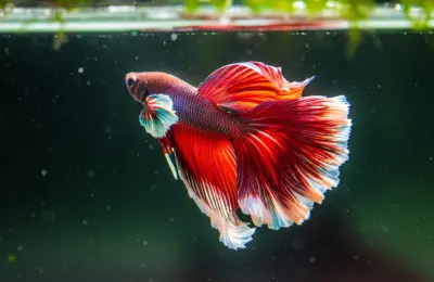 qual é o animal mais facil de cuidar