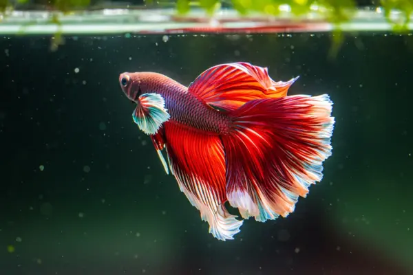 qual é o animal mais facil de cuidar