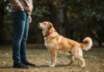 Como Treinar Seu Cachorro Para Obedecer
