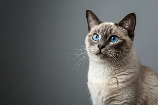 beleza felina