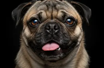 Problemas Respiratórios em Cães