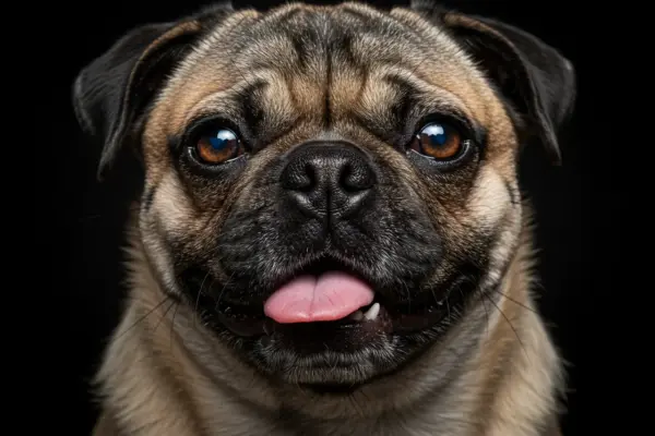 Problemas Respiratórios em Cães