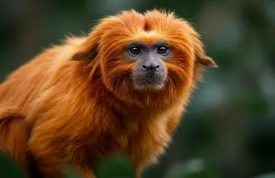 animais que só tem no Brasil Mico-Leão-Dourado