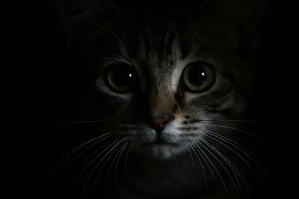 curiosidades sobre gatinhos