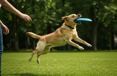 Atividade dos Animais
