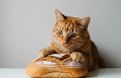 Por que gato amassa pãozinho