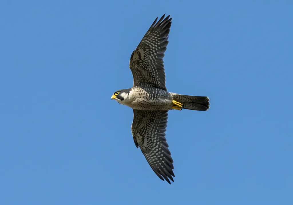 Qual é o animal mais rápido do mundo que ele é tão veloz animal mais rápido do mundo Falcão-peregrino