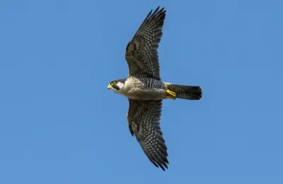 animal mais rápido do mundo Falcão-peregrino