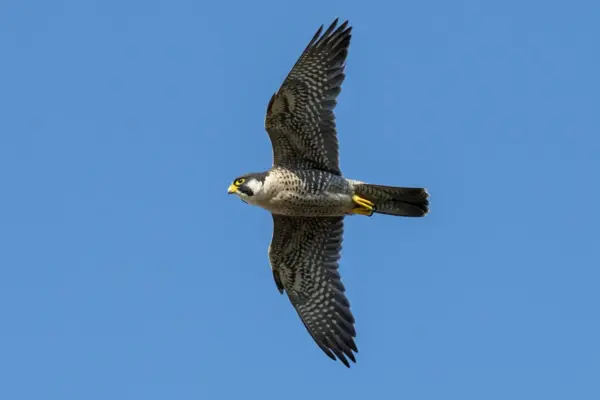 animal mais rápido do mundo Falcão-peregrino