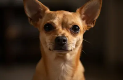 cachorro pequeno de raça Chihuahua