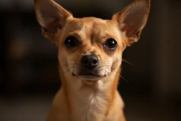 cachorro pequeno de raça Chihuahua