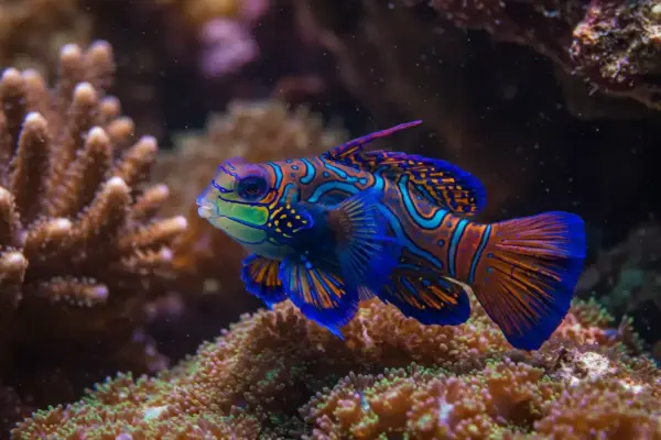 peixes mais bonitos do mundo Peixe-Mandarim