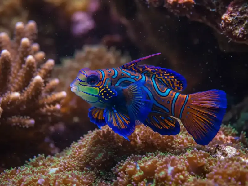 Peixes Mais Bonitos do Mundo: Conheça as Joias Aquáticas