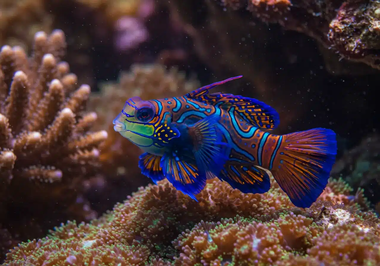 peixes mais bonitos do mundo Peixe-Mandarim
