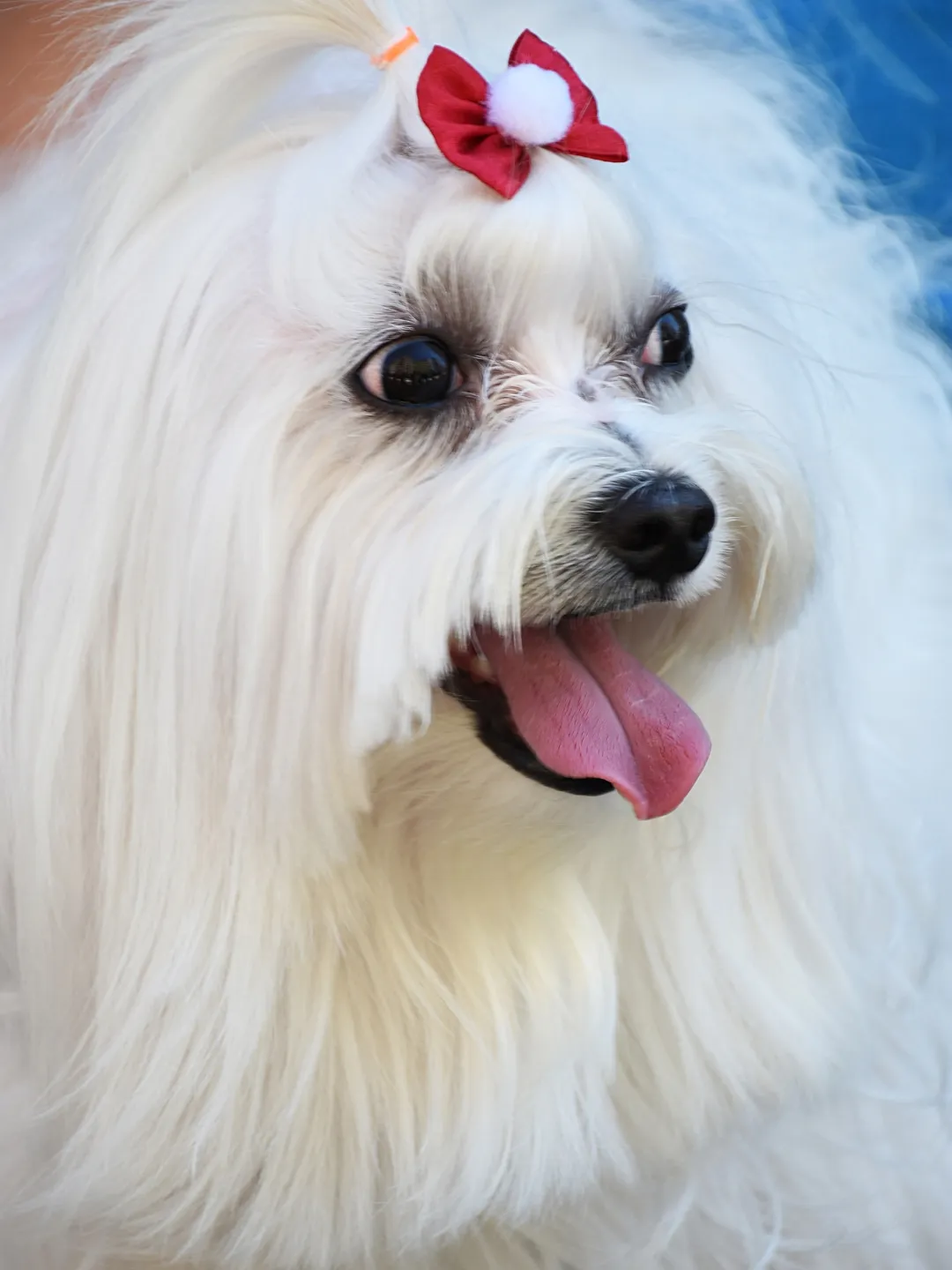 Cachorro Pequeno Peludo