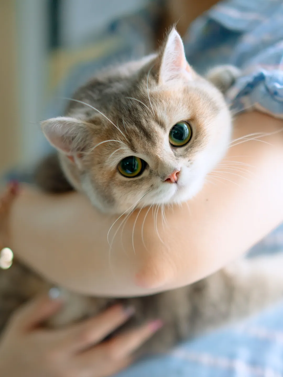 Gatos que Miam Muito