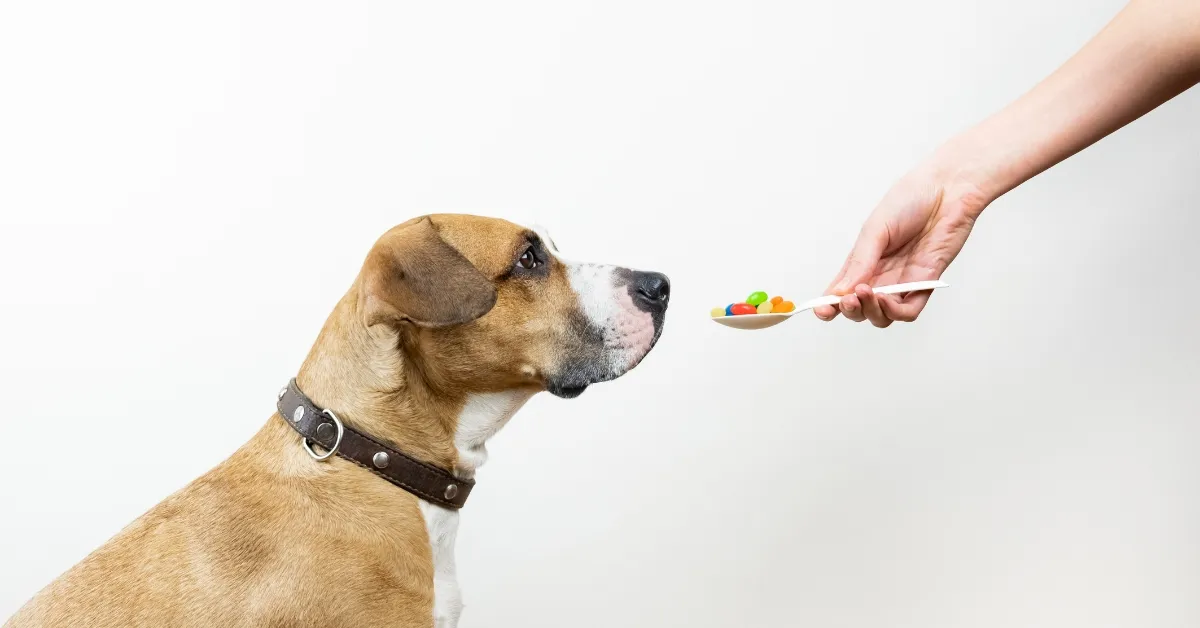 remédio caseiro para cachorro não quer comer remédio caseiro para cachorro não quer comer